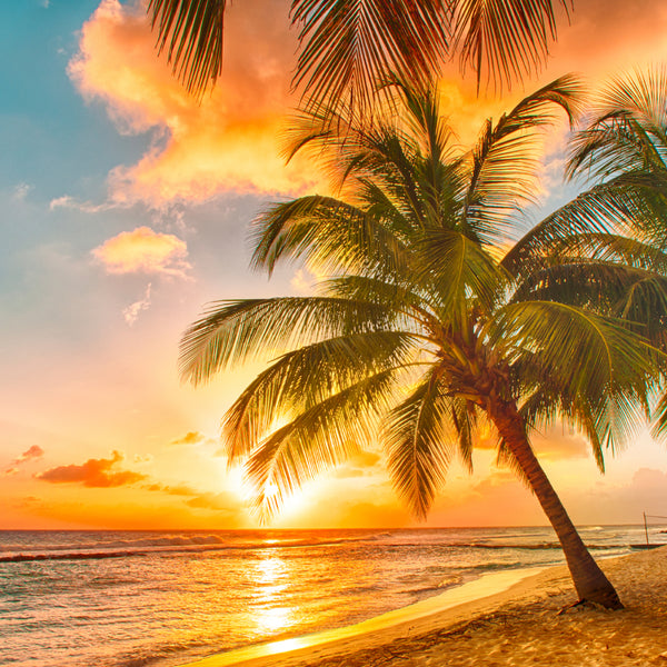 Tropical Vacation Fragrance Oil 281