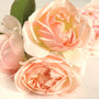 Sweet Bay Rose - EO & FO Blend 604