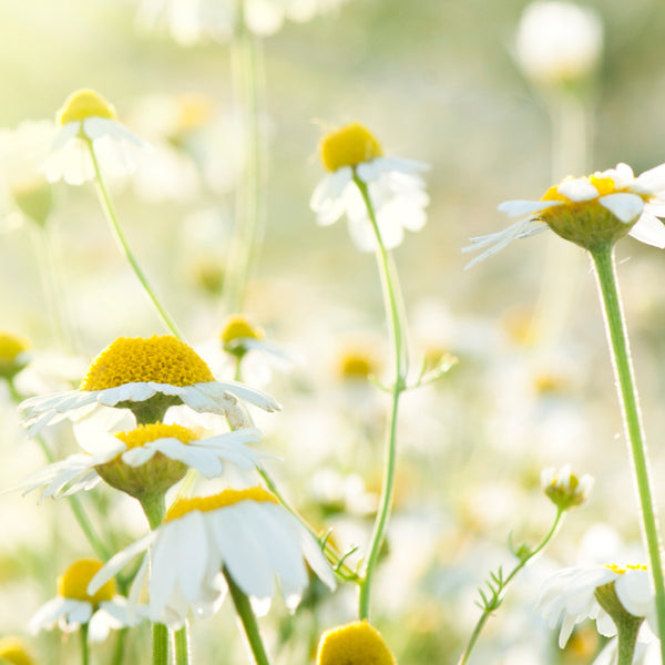 Chamomile Neroli - EO & FO Blend 609