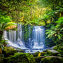 Rainforest Fragrance Oil 502