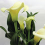 Calla Lily Fragrance Oil 328