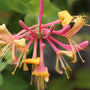 Honeysuckle Blossom Fragrance Oil 697