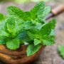 Spearmint Essential Oil - 100% Pure 713