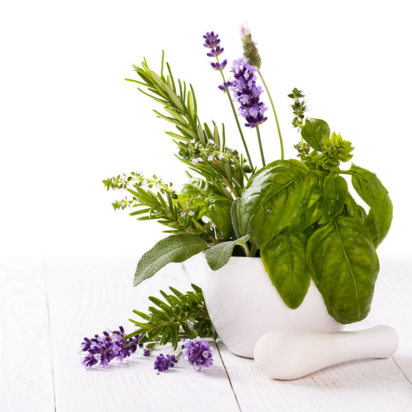 Lavender & Basil Fragrance Oil 629
