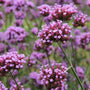 Verbena Essential Oil and Fragrance Blend 348