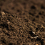 Dirt Fragrance Oil 126