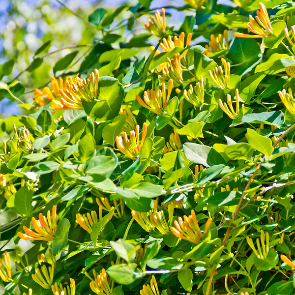 Wild Honeysuckle Fragrance Oil 250
