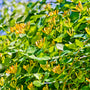 Wild Honeysuckle Fragrance Oil 250
