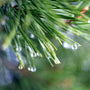 Windsong Balsam Pine - EO & FO Blend 519