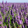 Lavender Fields - EO & FO Blend 99