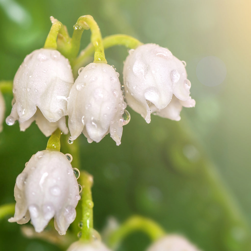 667-Lily-of-the-Valley-