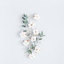 Sun Dried Cotton Fragrance Oil 471