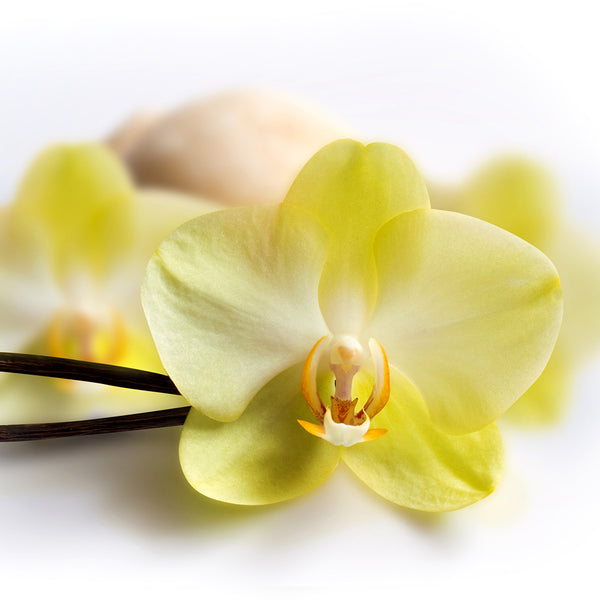 Vanilla Blossom Fragrance Oil 480