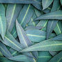 Eucalyptus (80/82) EO - Certified 100% Pure 705