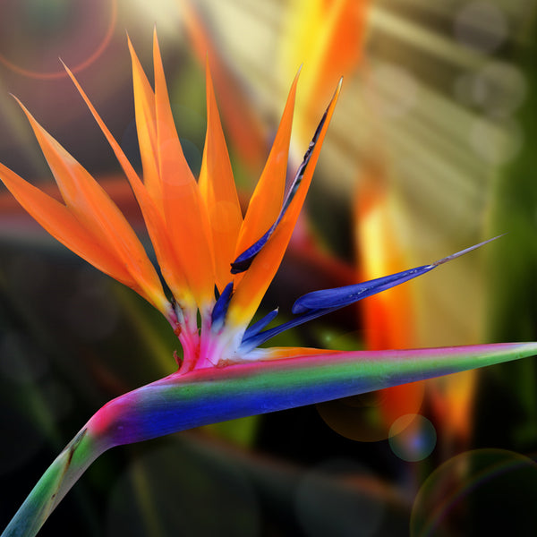 Bird of Paradise Fragrance Oil 321
