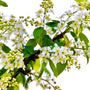 Bliss - Natural Fragrance Oil 669