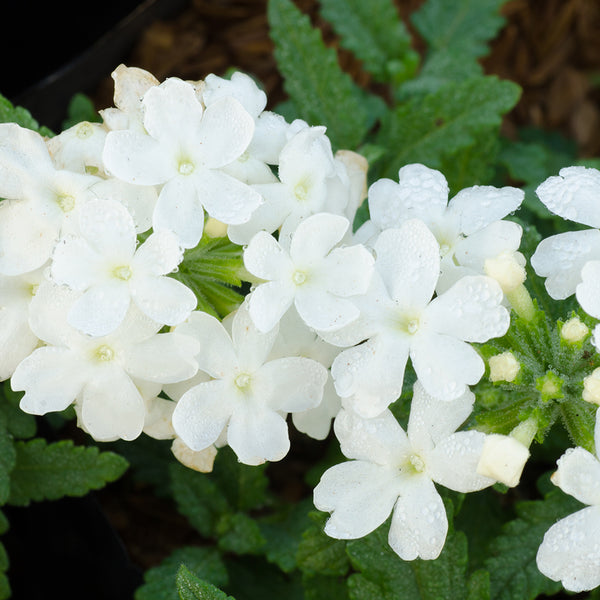 Vanilla Verbena* Fragrance Oil 650