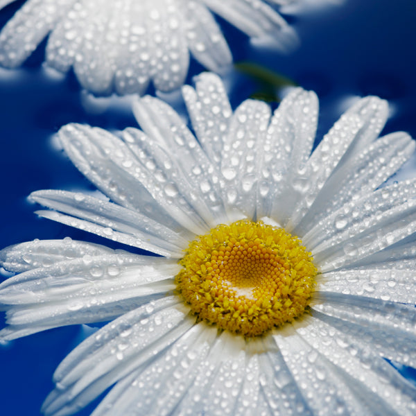 Chamomile Water Essential Hydrosol
