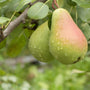 Fresh Picked Pears Fragrance Oil 749