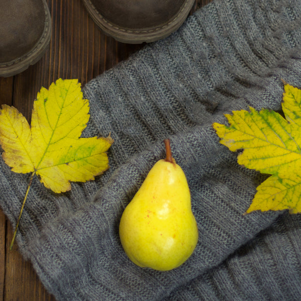 Cashmere Glow* Fragrance Oil 596