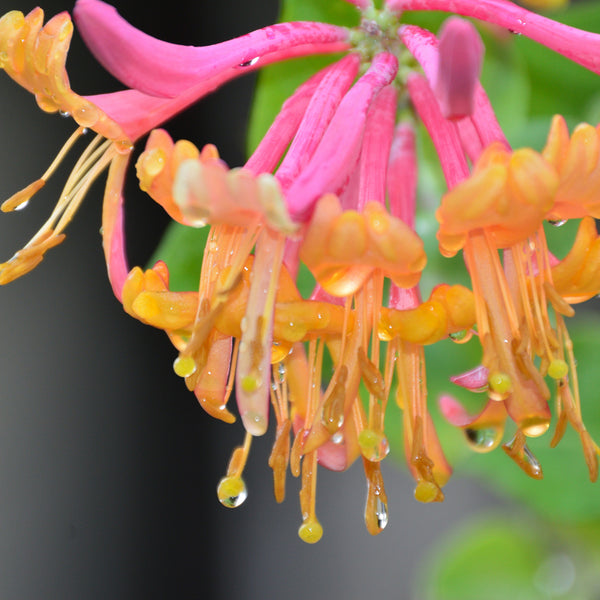Honeysuckle & Nectar Fragrance Oil