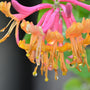 Honeysuckle & Nectar Fragrance Oil