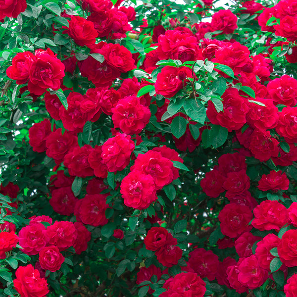 Wild Rose Fragrance Oil 771