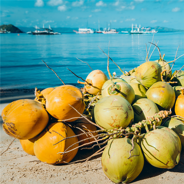 Coconut Dunes Fragrance Oil 298