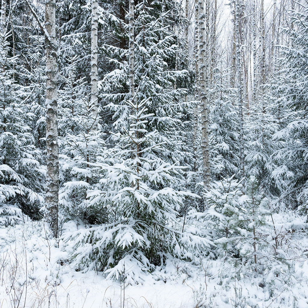 Frozen White Birch Fragrance Oil 802 - Crafter's Choice