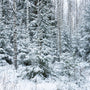 Frozen White Birch Fragrance Oil 802