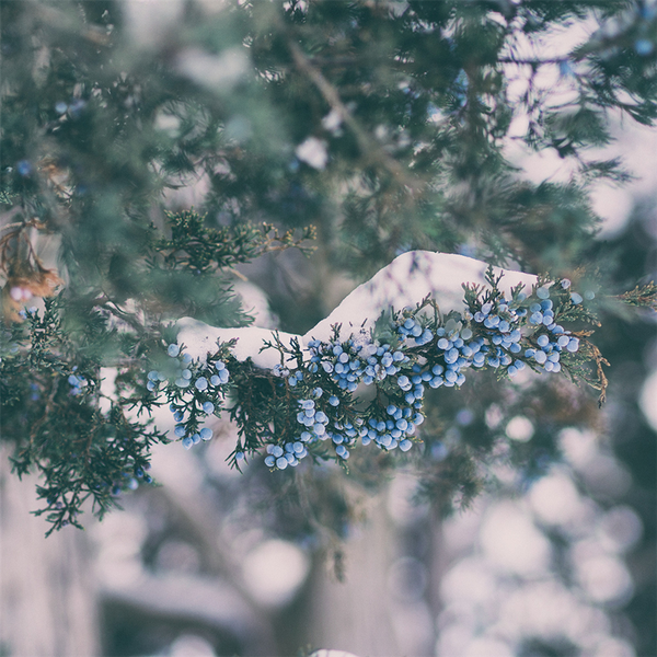 Juniper & Evergreen Fragrance Oil 1277