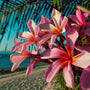 Paradise Plumeria Fragrance Oil 1135