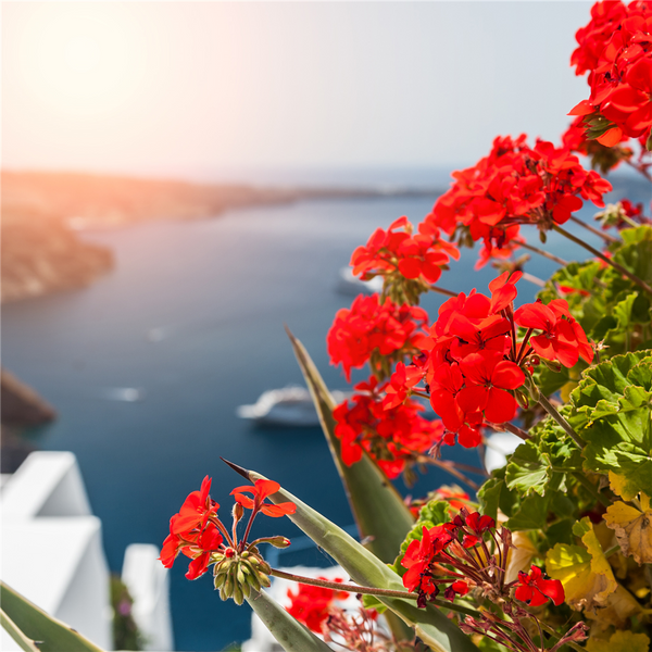 Pink Salt & Geranium Fragrance Oil 383