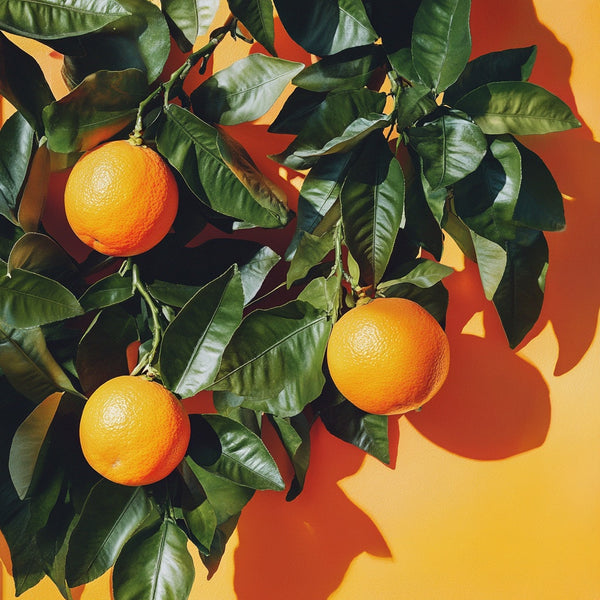 Tropic Tangerine Fragrance Oil 329