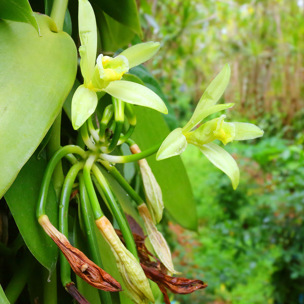 Vanilla Lime & Thyme - Upcycled FO Blend 911