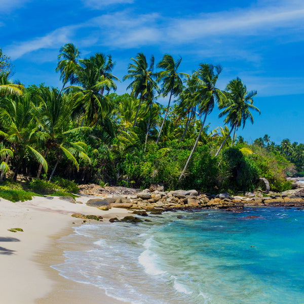 White Sands Fragrance Oil 645