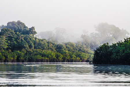 Amazon Mist* Fragrance Oil 14900