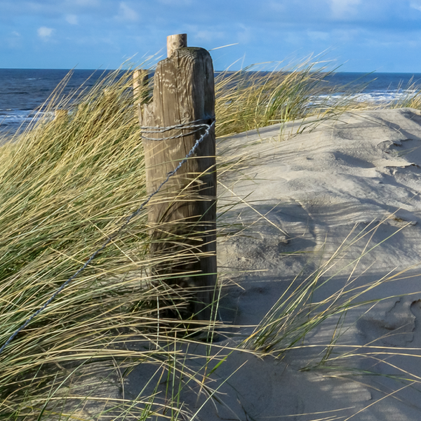 Beachwood Vetiver Fragrance Oil 15014