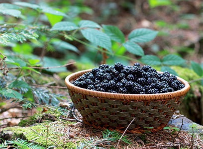 Blackberry Fragrance Oil 15018