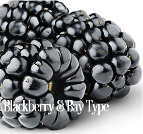 Blackberry & Bay* Fragrance Oil 19833