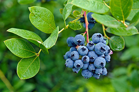 Blueberry Burst Fragrance Oil 15035