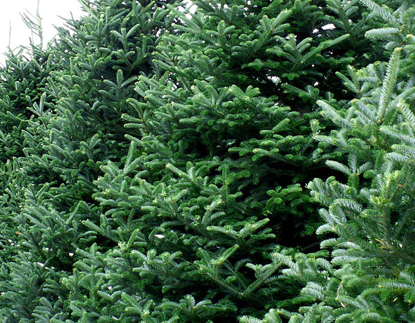 Christmas Past (KY) Fragrance Oil 15208