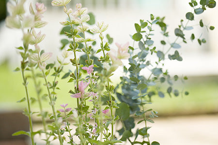 Eucalyptus & Thyme Fragrance Oil 15455