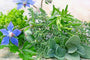 Green Goddess Fragrance Oil 15614