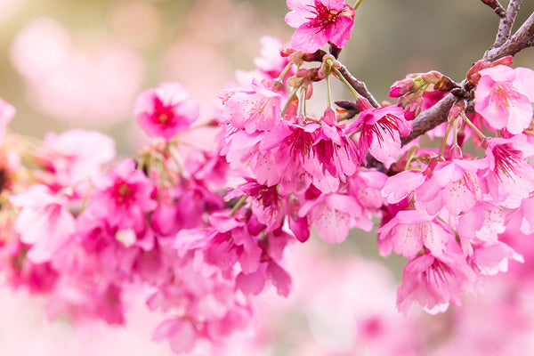 Hanami Fragrance Oil 15627