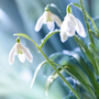 Snowdrops Fragrance Oil - Zoom Thumbnail Media 1