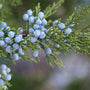 Juniper Berry & Cedar Fragrance Oil 15698 - Zoom Thumbnail Media 1