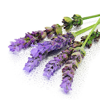 Lavender Mist Fragrance Oil 15725