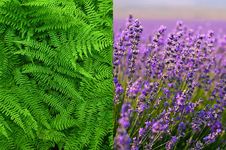 fern lavender plants Ming Fern & Lavender Fragrance Oil 15821 - Rustic Escentuals - Fragrance Oils - for Soap & Candle Making - 16 fl oz