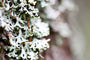 Oakmoss Sage Fragrance Oil 15873